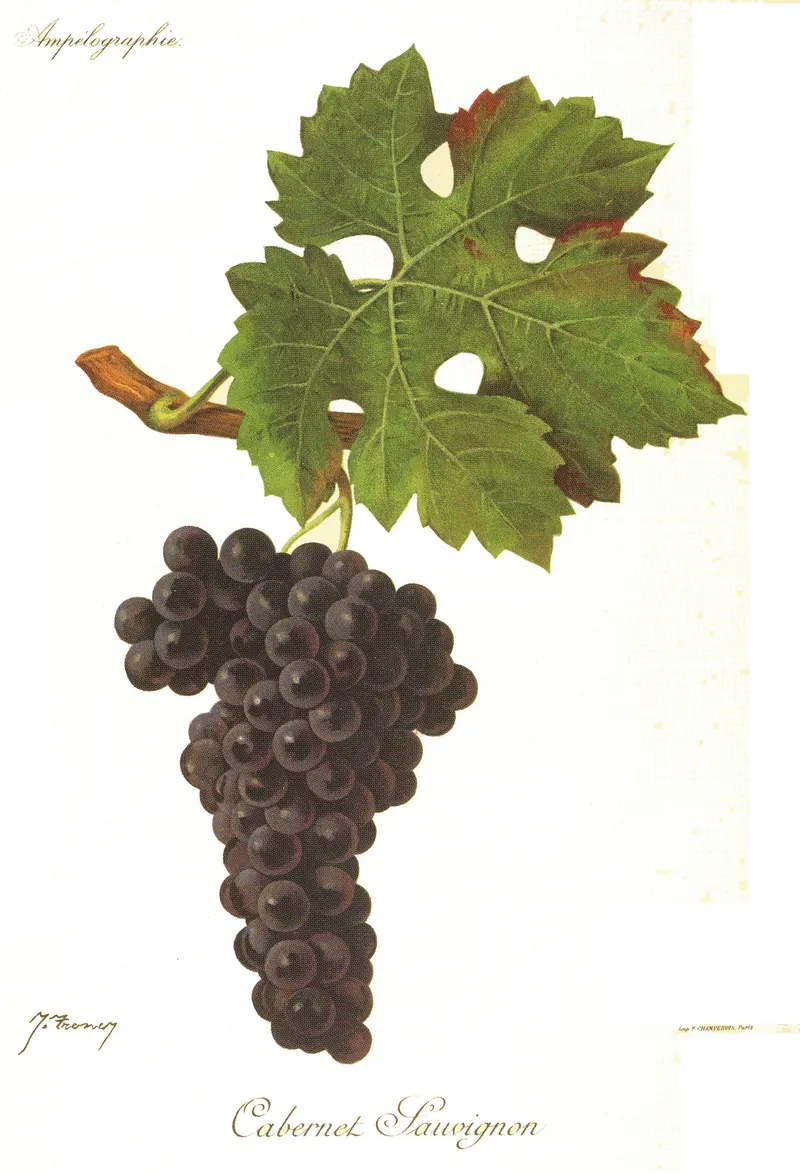 Cabernet-Sauvignon, Viala & Vermorel