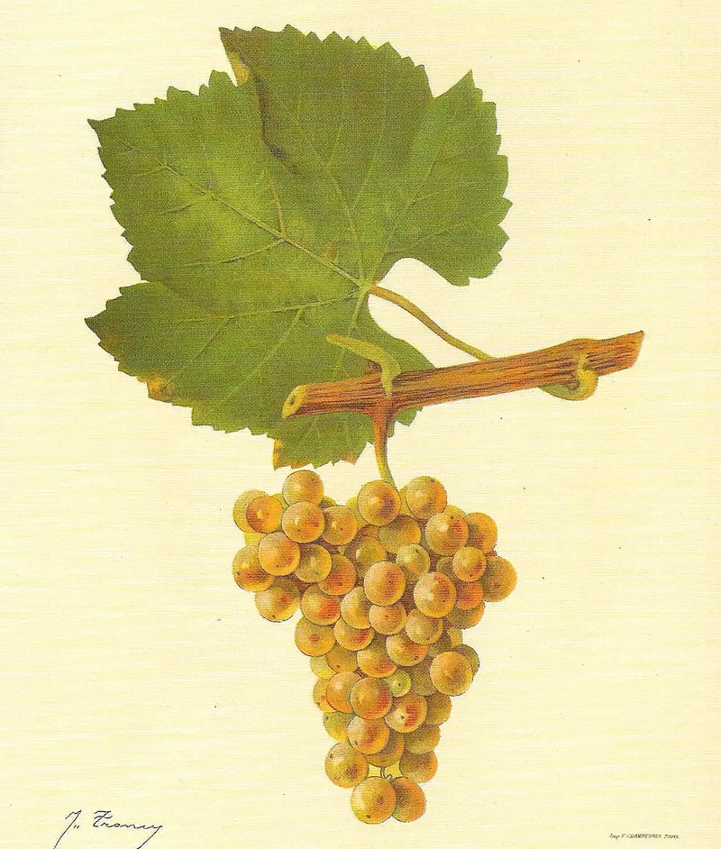 Chardonnay, Viala & Vermorel