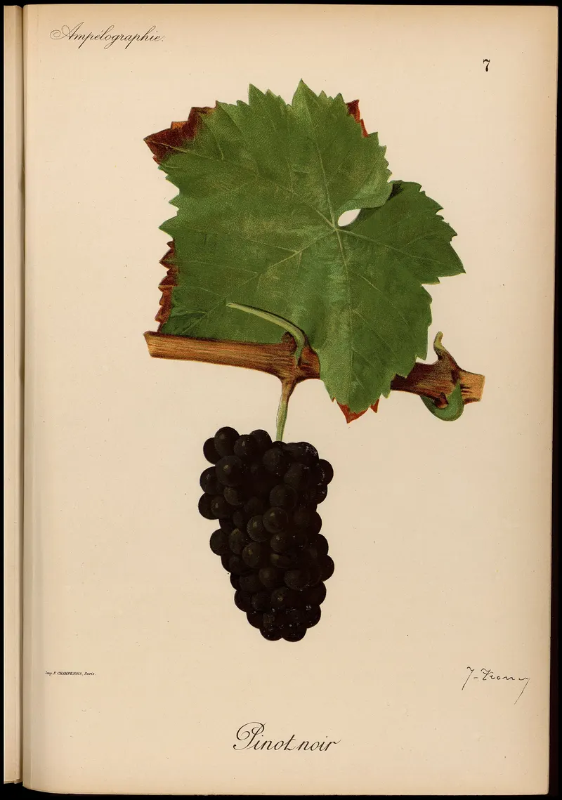 Pinot, Viala & Vermorel