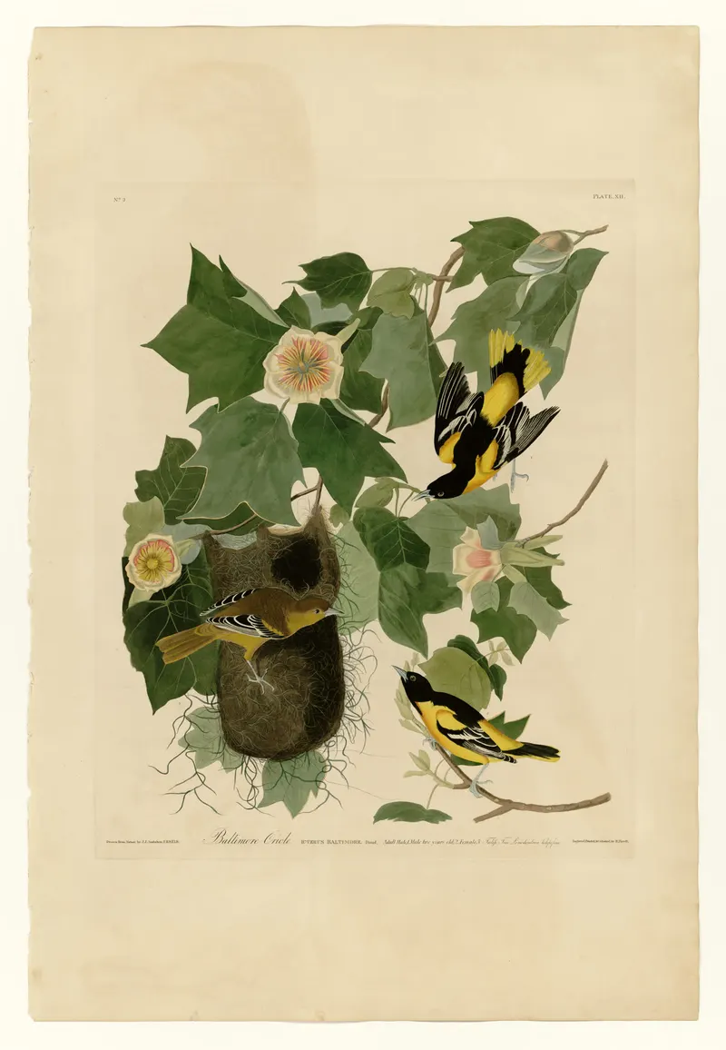 The Baltimore Oriole, John James Audubon (engraved by Robert Havell Jr.)
