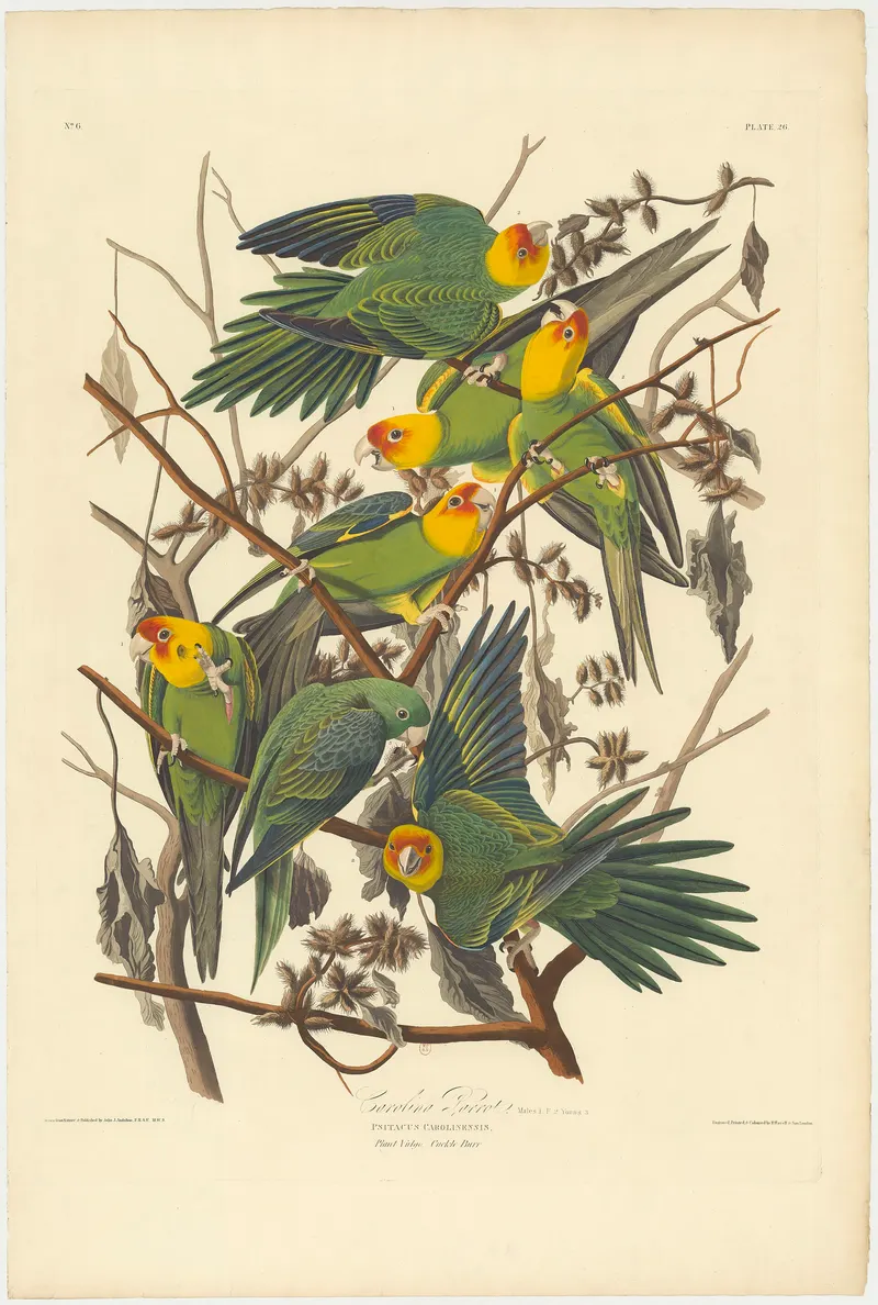 Carolina Parakeet, John James Audubon; engraved by Robert Havell (1785 to 1851)