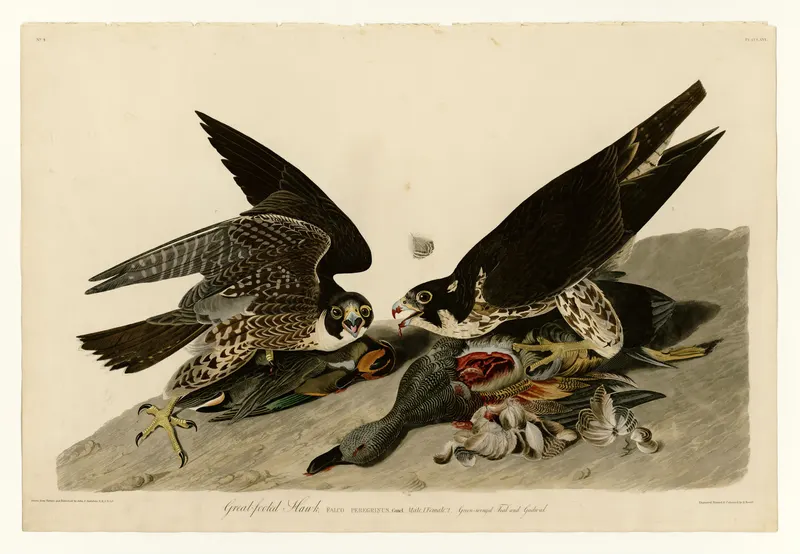 The Great-Footed Hawk, John James Audubon (engraved by Robert Havell Jr.)