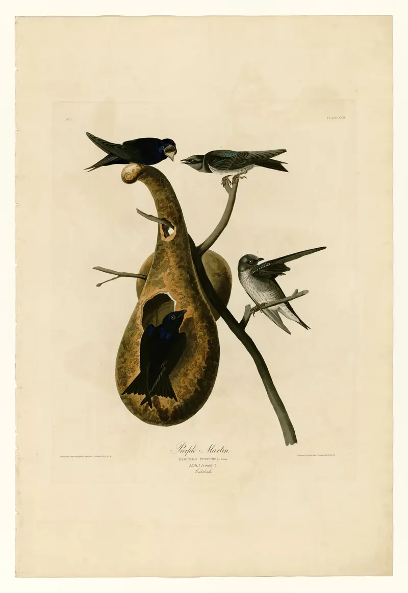 The Purple Martin, John James Audubon (engraved by Robert Havell Jr.)