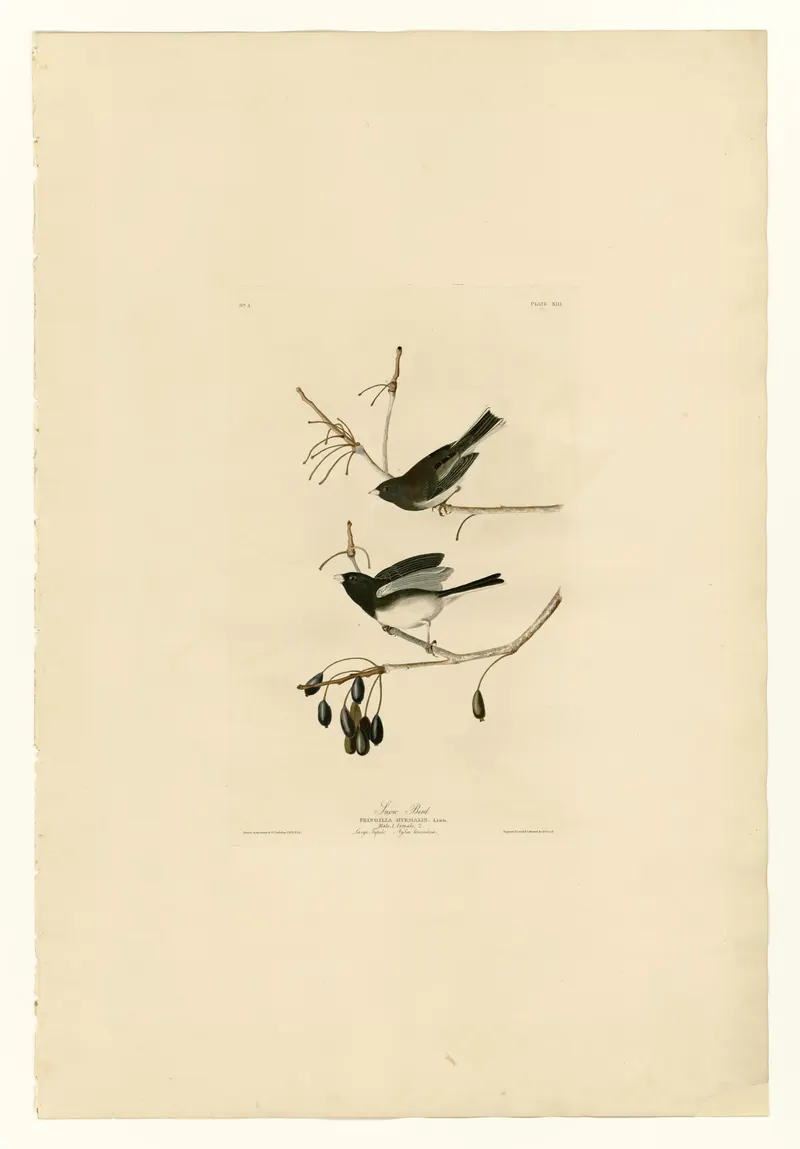 The Snow Bird, John James Audubon (engraved by Robert Havell Jr.)