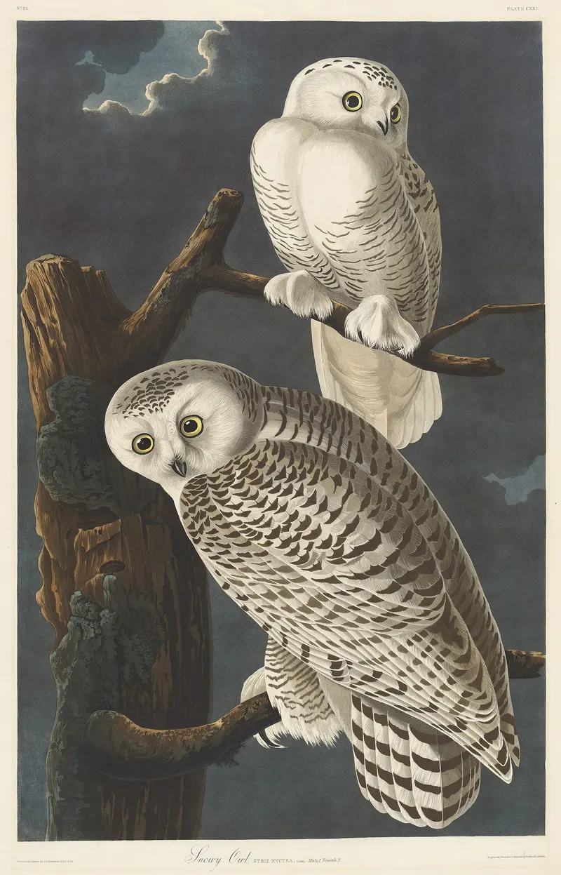 Snowy Owl, John James Audubon; engraved by Robert Havell (1785 to 1851)