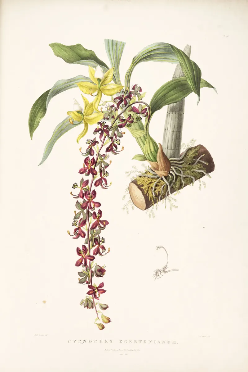 The Swan Orchid, after Augusta Withers and Sarah Drake, for James Bateman