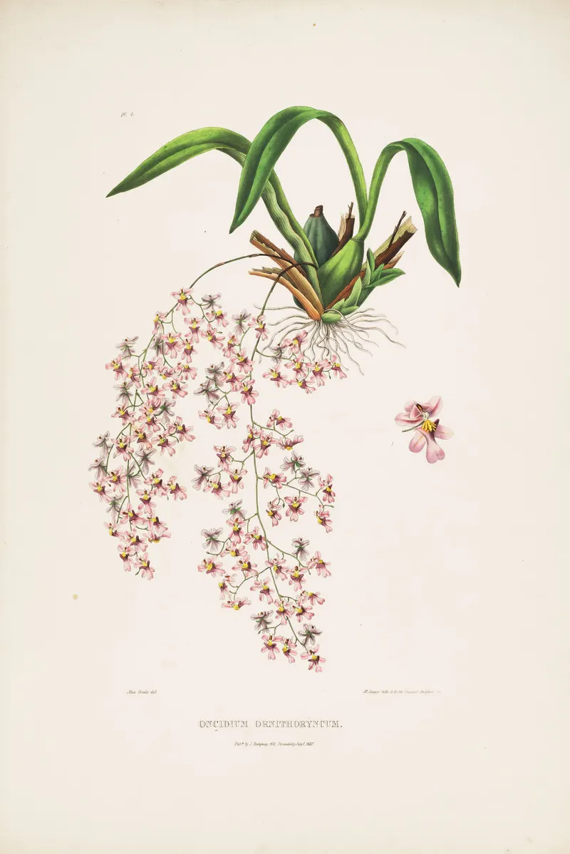 The Bird-Beak Oncidium, after Augusta Withers and Sarah Drake, for James Bateman