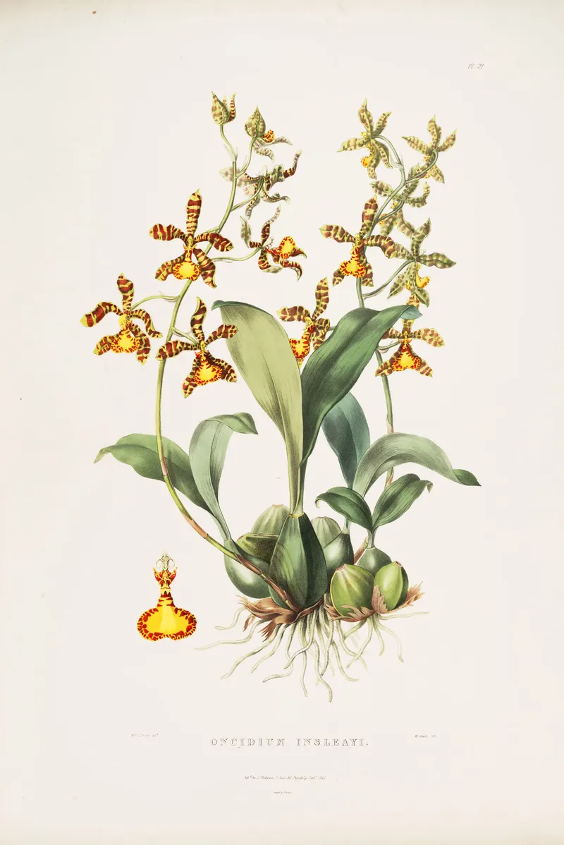 The Clown Orchid, after Augusta Withers and Sarah Drake, for James Bateman