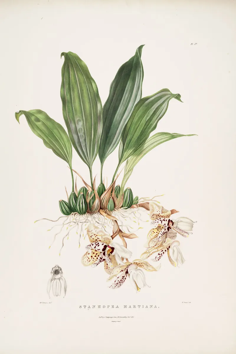 Stanhopea, after Augusta Withers and Sarah Drake, for James Bateman