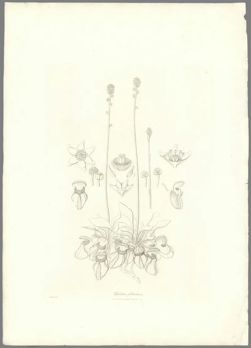 The Albany Pitcher Plant, Ferdinand Bauer