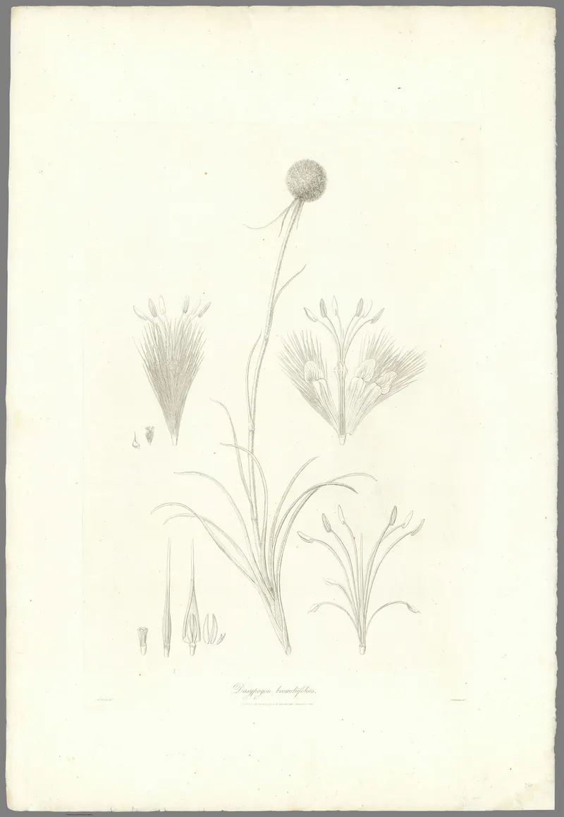 Dasypogon, Ferdinand Bauer
