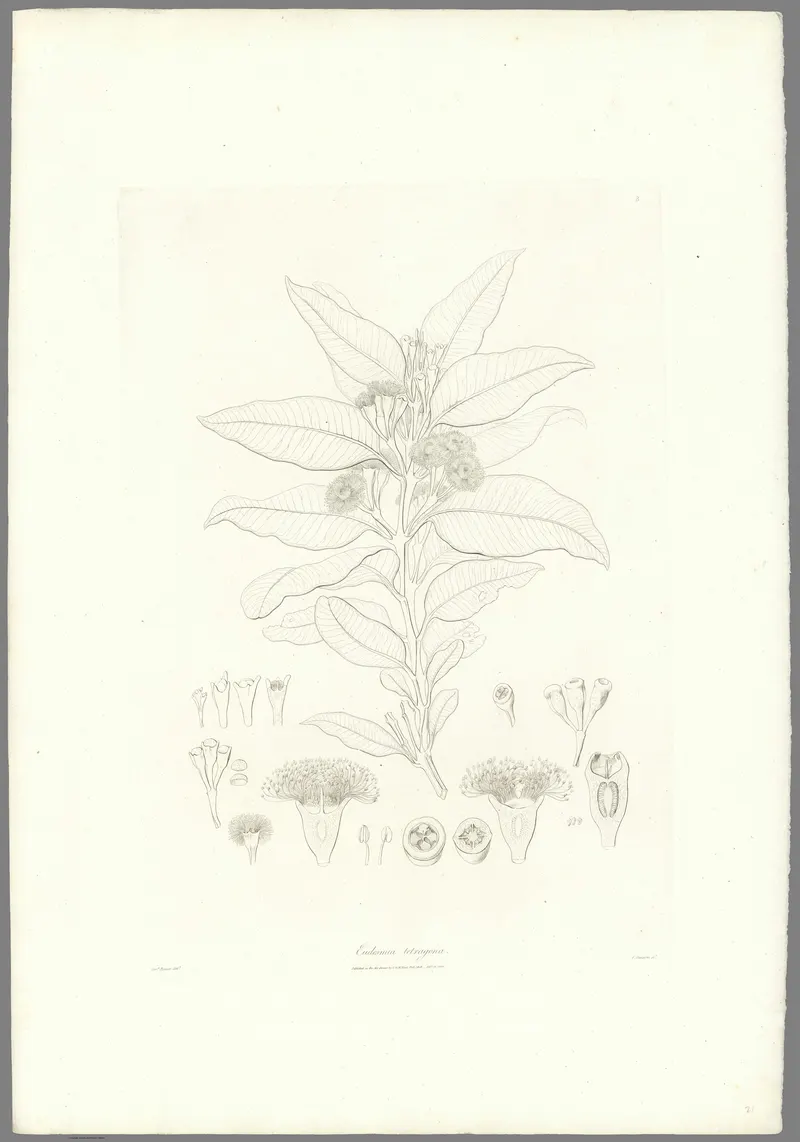 A Eucalypt, Ferdinand Bauer