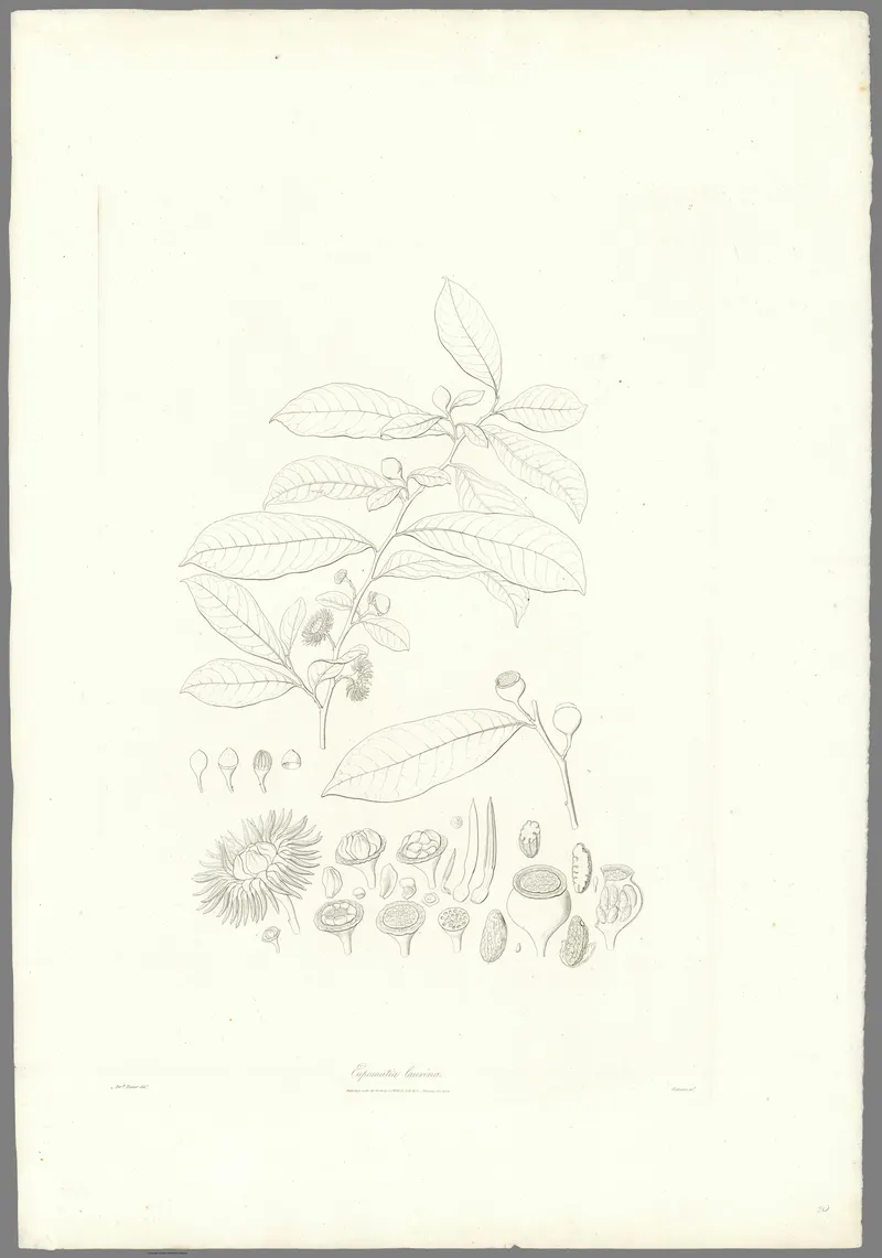 The Bolwarra, Ferdinand Bauer