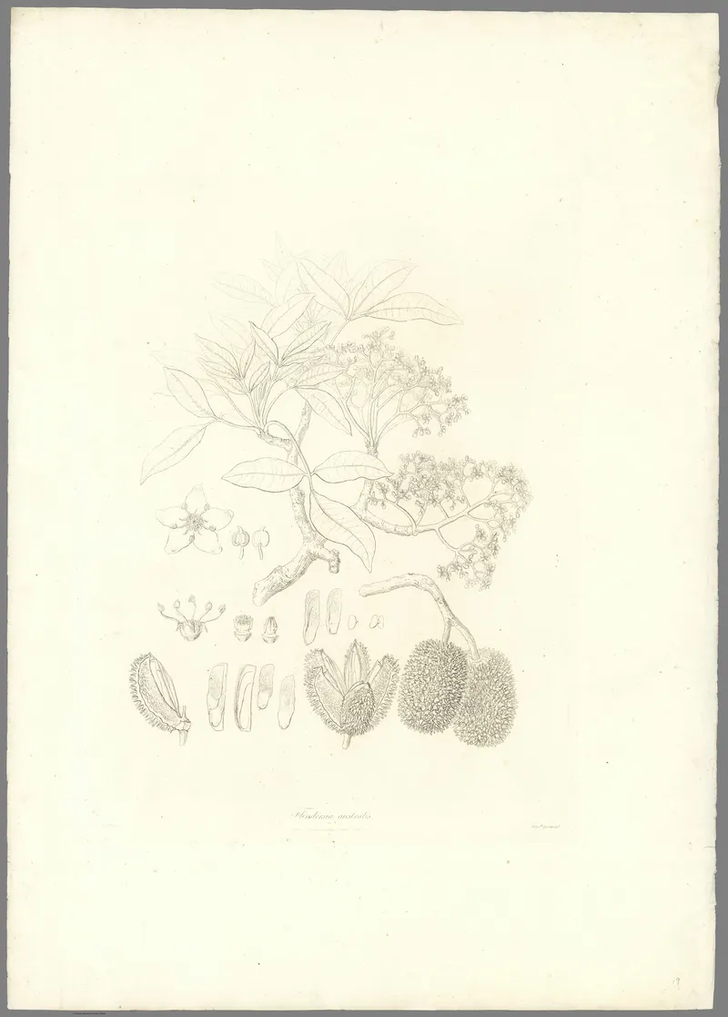 Flindersia, Ferdinand Bauer