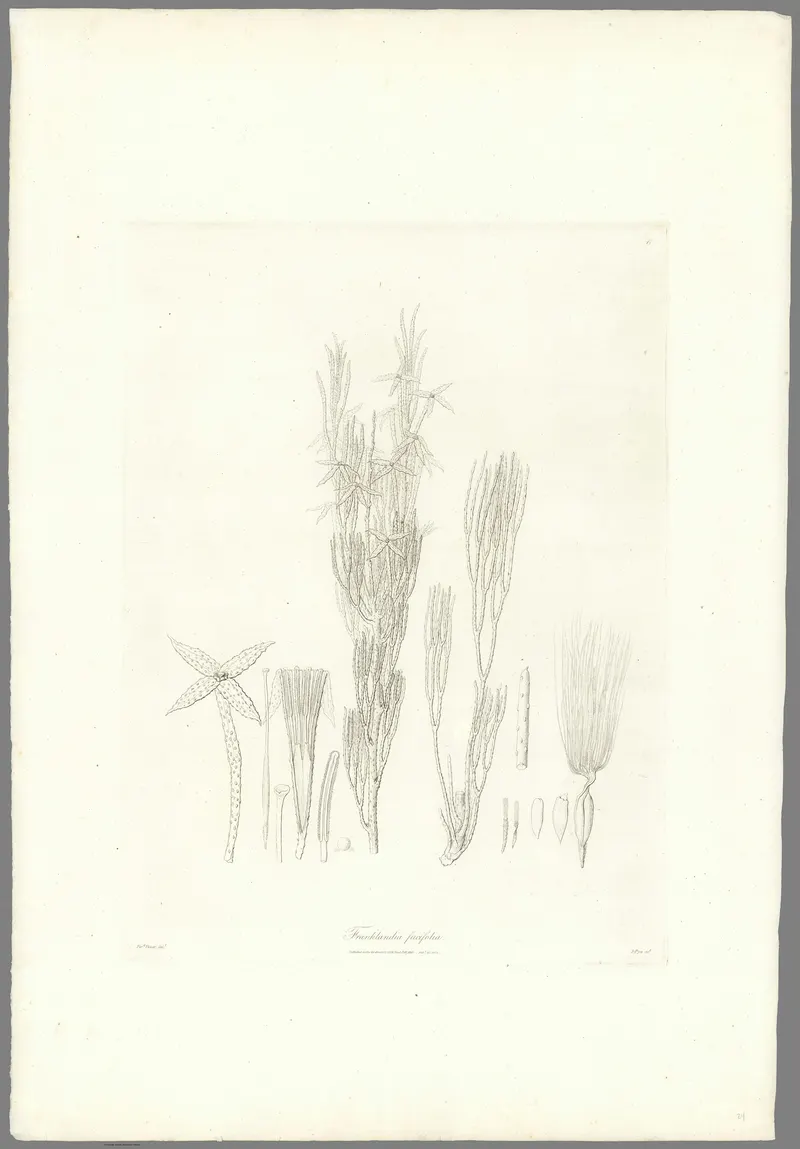 Franklandia, Ferdinand Bauer