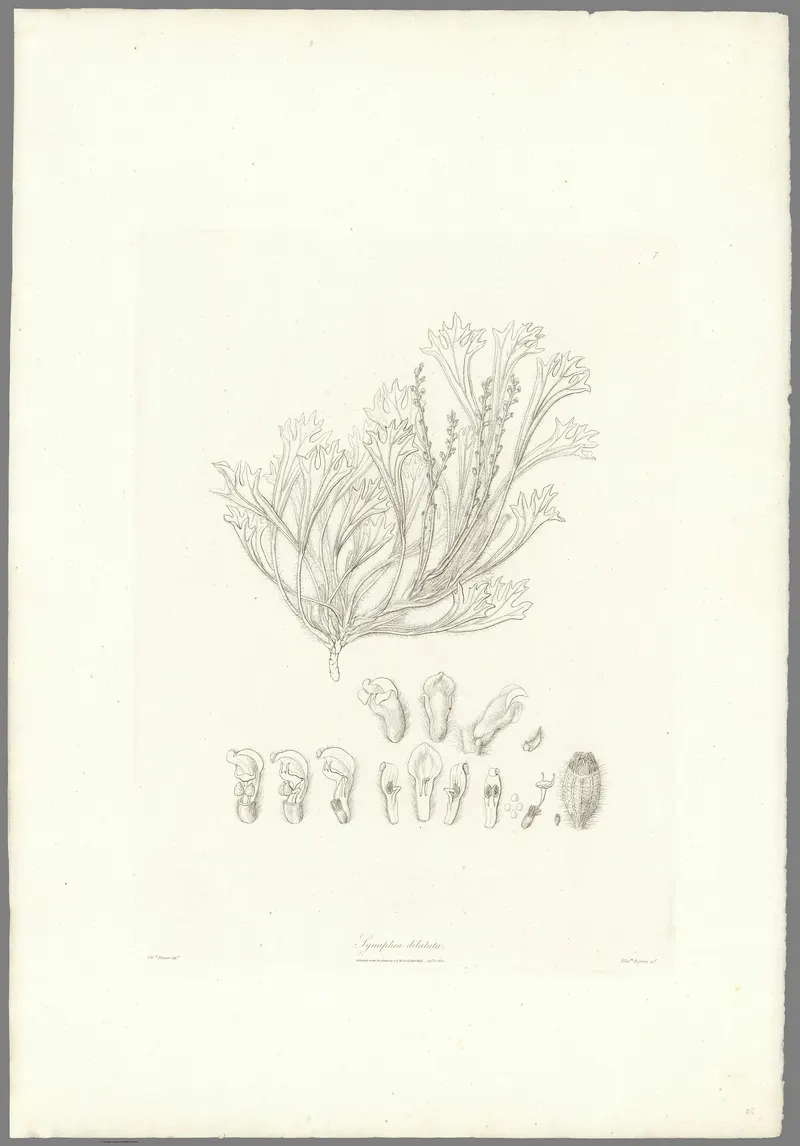 Synaphea, Ferdinand Bauer