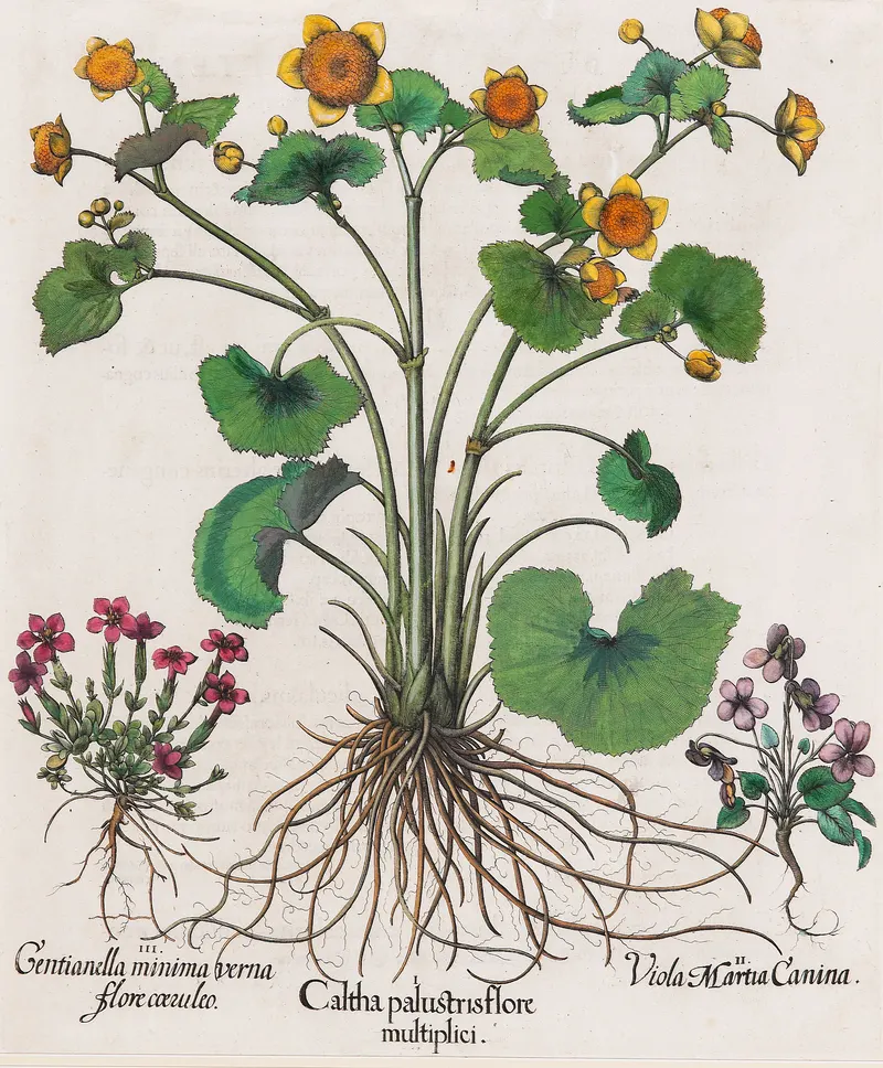 Marsh Marigold, with Companions, Basilius Besler