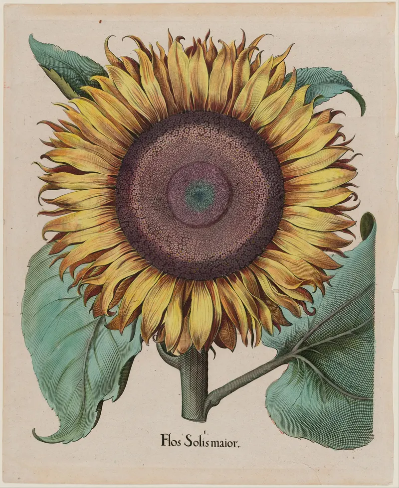 The Large Sunflower, Basilius Besler
