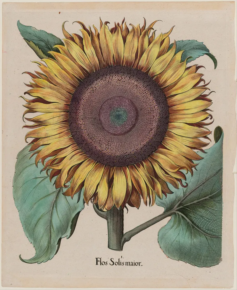The Great Sunflower, Basilius Besler