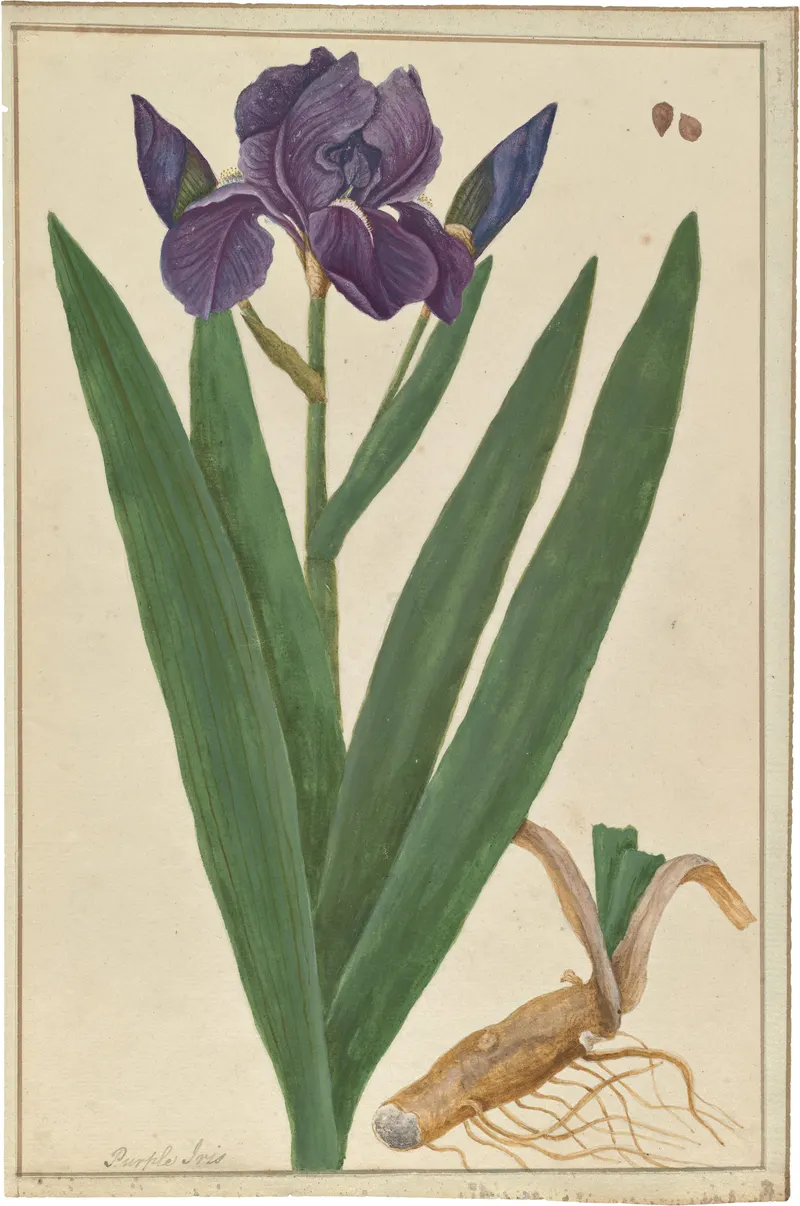 The German Iris, Elizabeth Blackwell