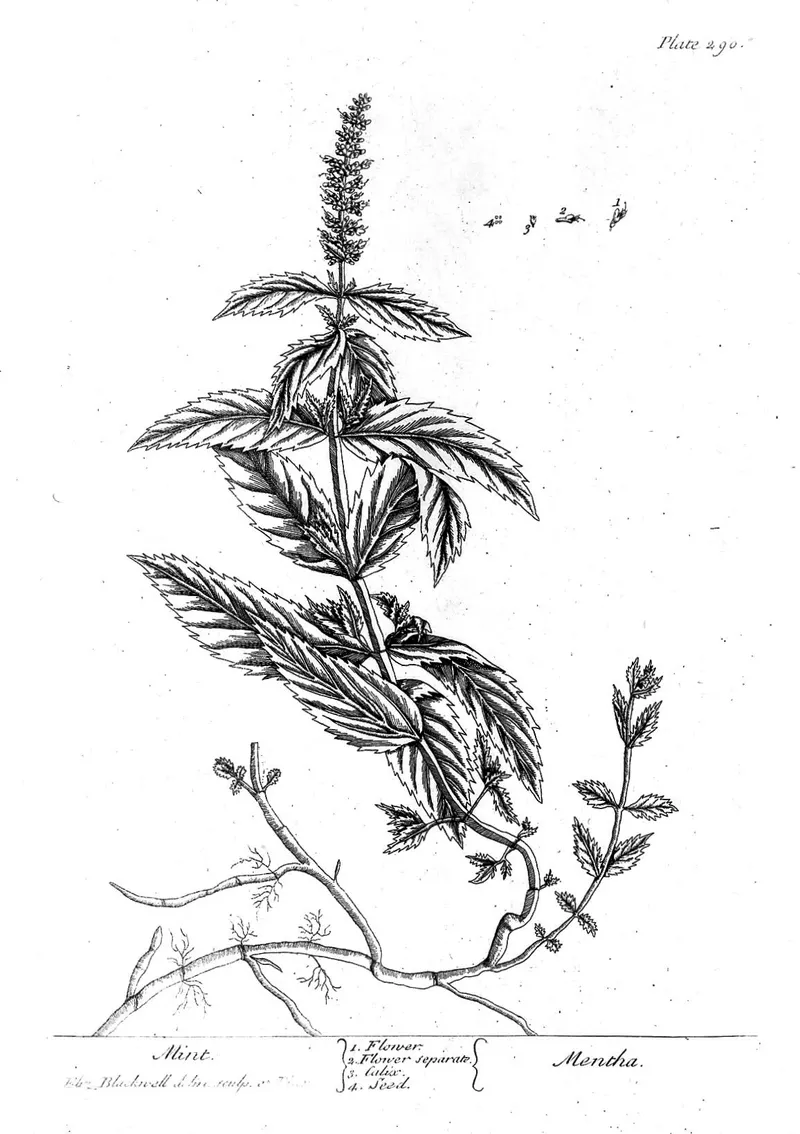 Mint, Elizabeth Blackwell