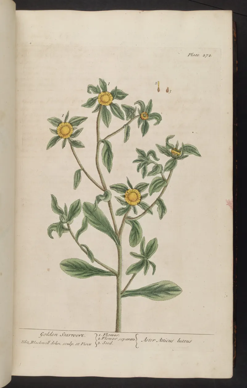 The Spiny Golden Star, Elizabeth Blackwell