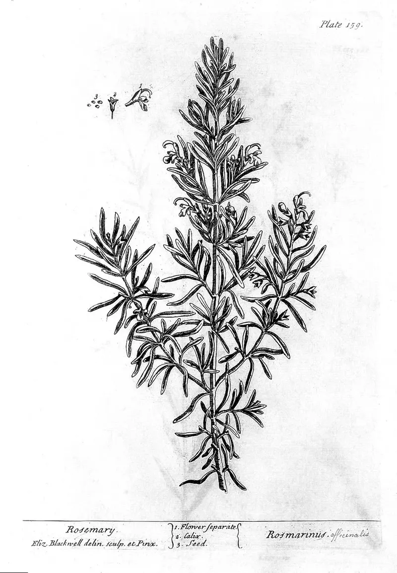 Rosemary, Elizabeth Blackwell