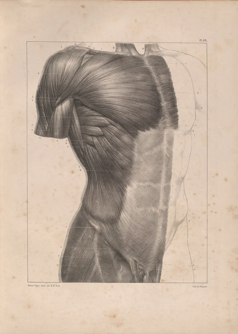 A Bourgery Plate, J.-B. M. Bourgery & N. H. Jacob