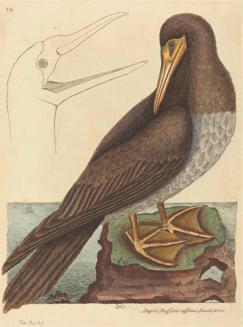 The Booby, Mark Catesby