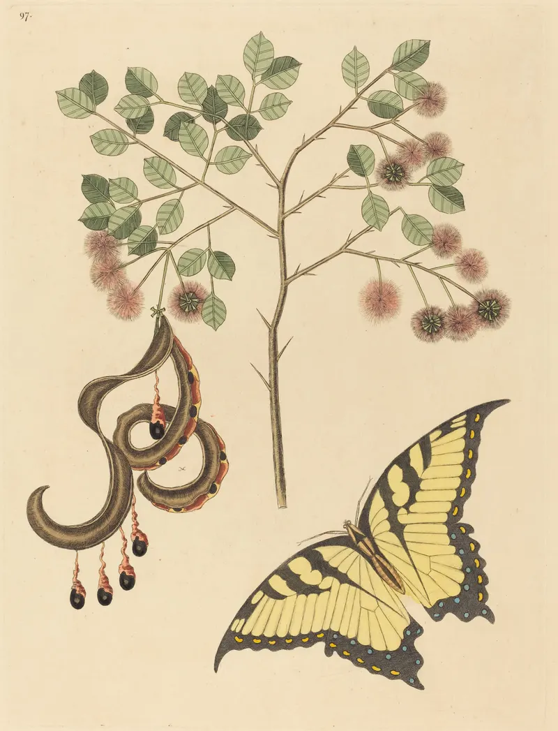 Cat’s Claw, with a Swallowtail, Mark Catesby