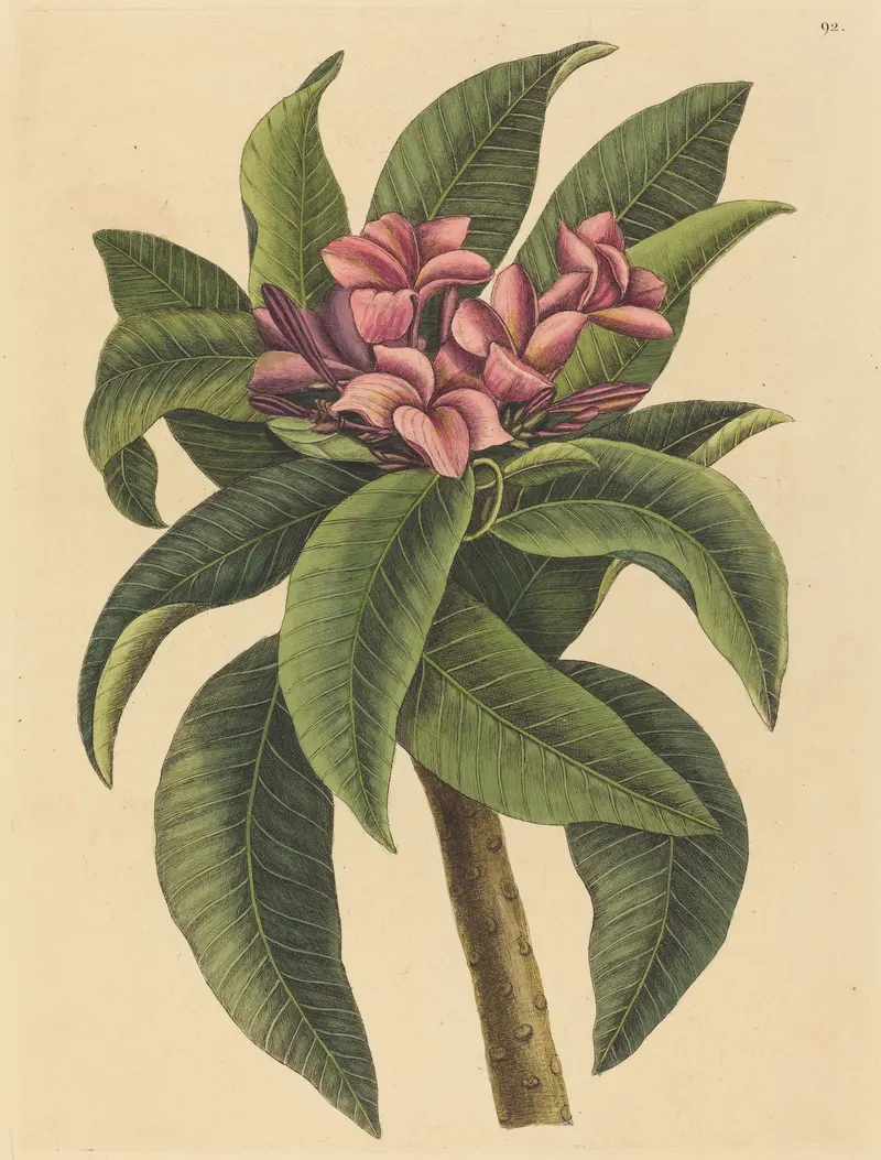 The Red Frangipani, Mark Catesby