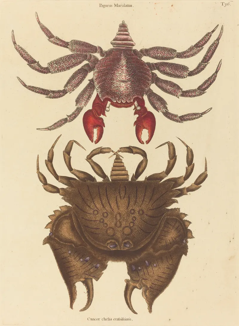 The Red Mottled Rock-Crab, Mark Catesby