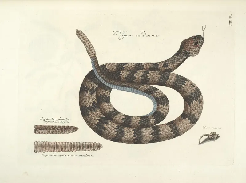 The Timber Rattlesnake, Mark Catesby