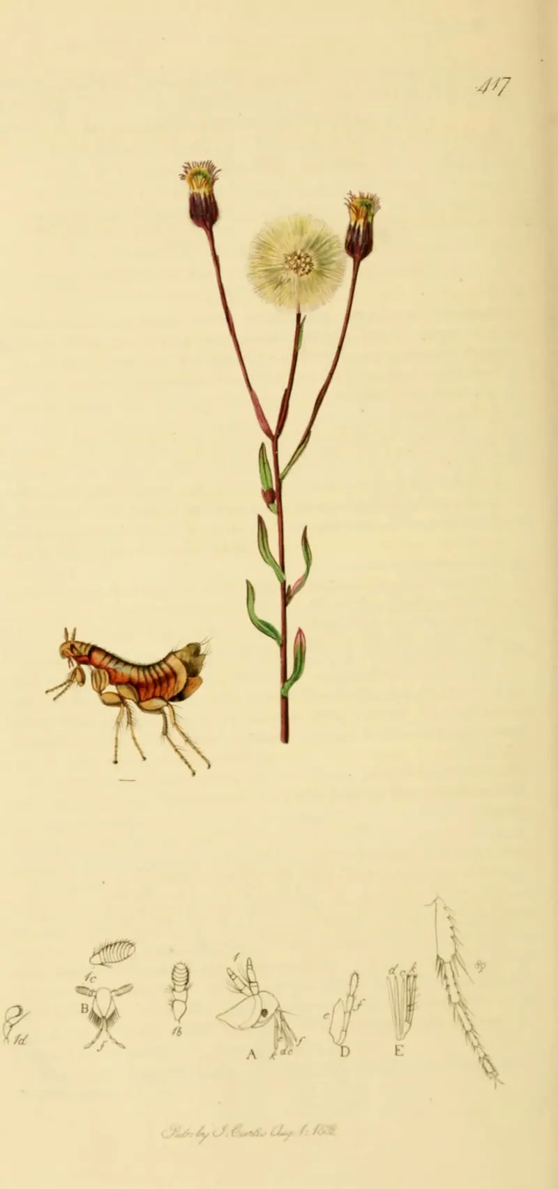 The Bat’s Flea, with Fleabane, John Curtis