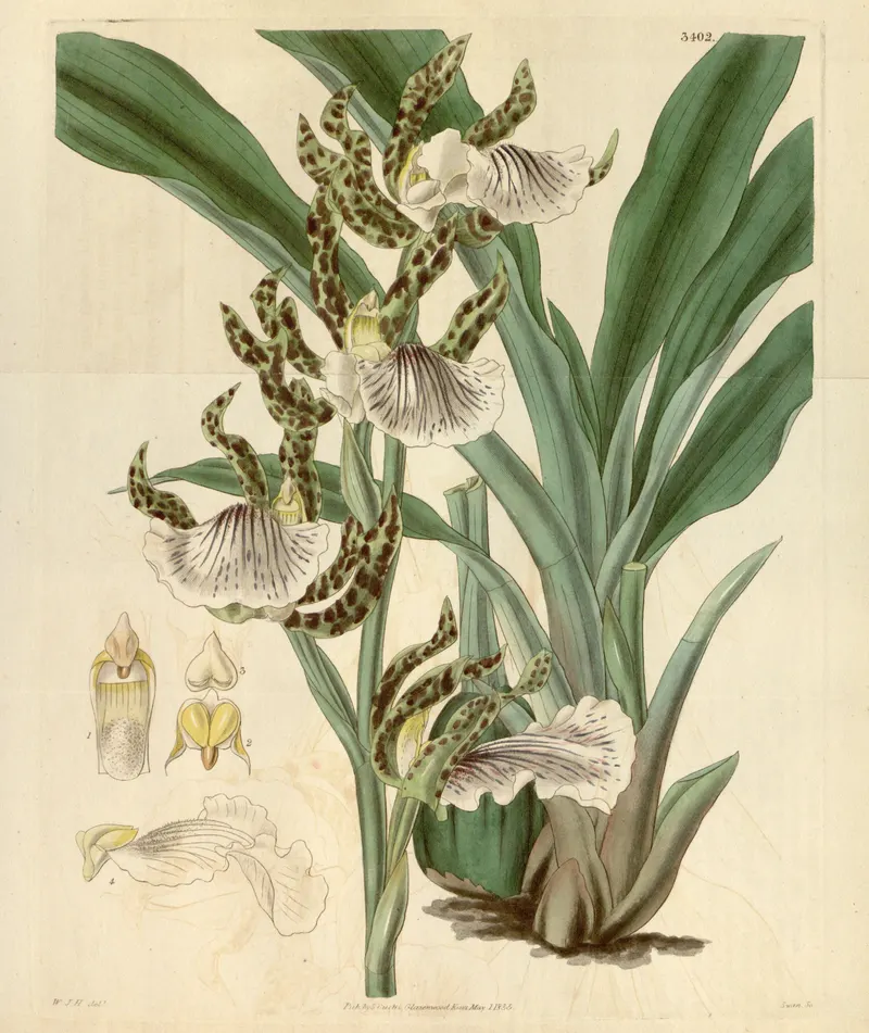 The Zygopetalum, for Curtis’s Botanical Magazine