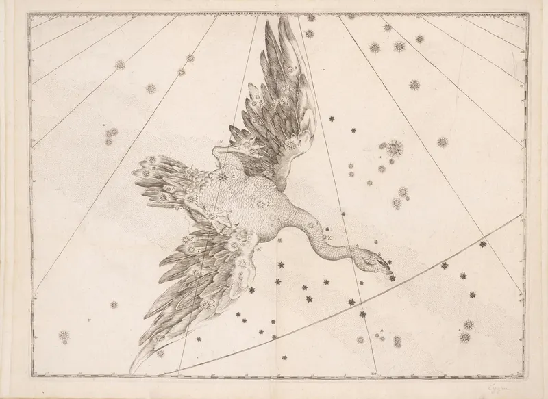 Cygnus, the Swan, after Bayer / Hevelius / Flamsteed