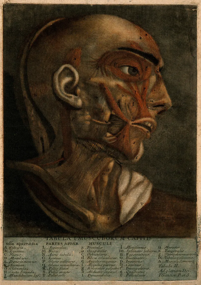 Anatomy of the Head, Jacques-Fabien Gautier d’Agoty