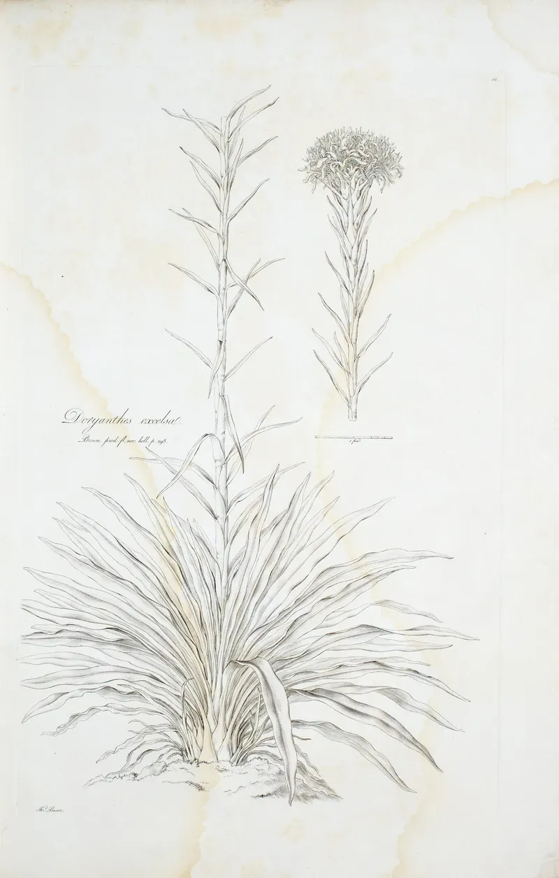 The Gymea Lily, after the New South Wales collections