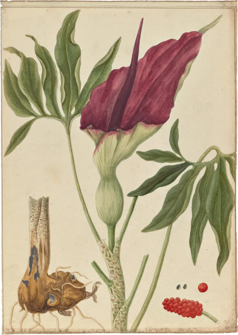 The Dragon Arum, botanical watercolour