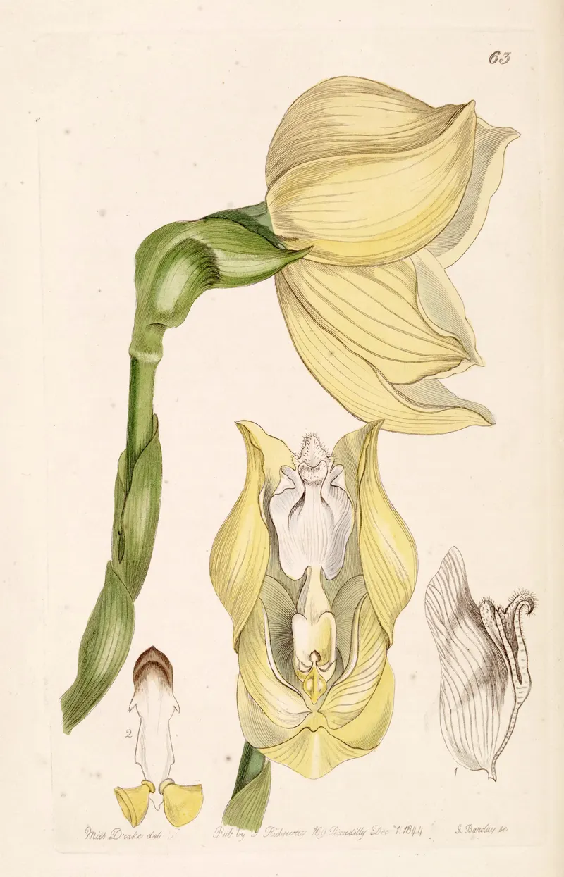 The Tulip Orchid, for John Lindley, Edwards’s Botanical Register