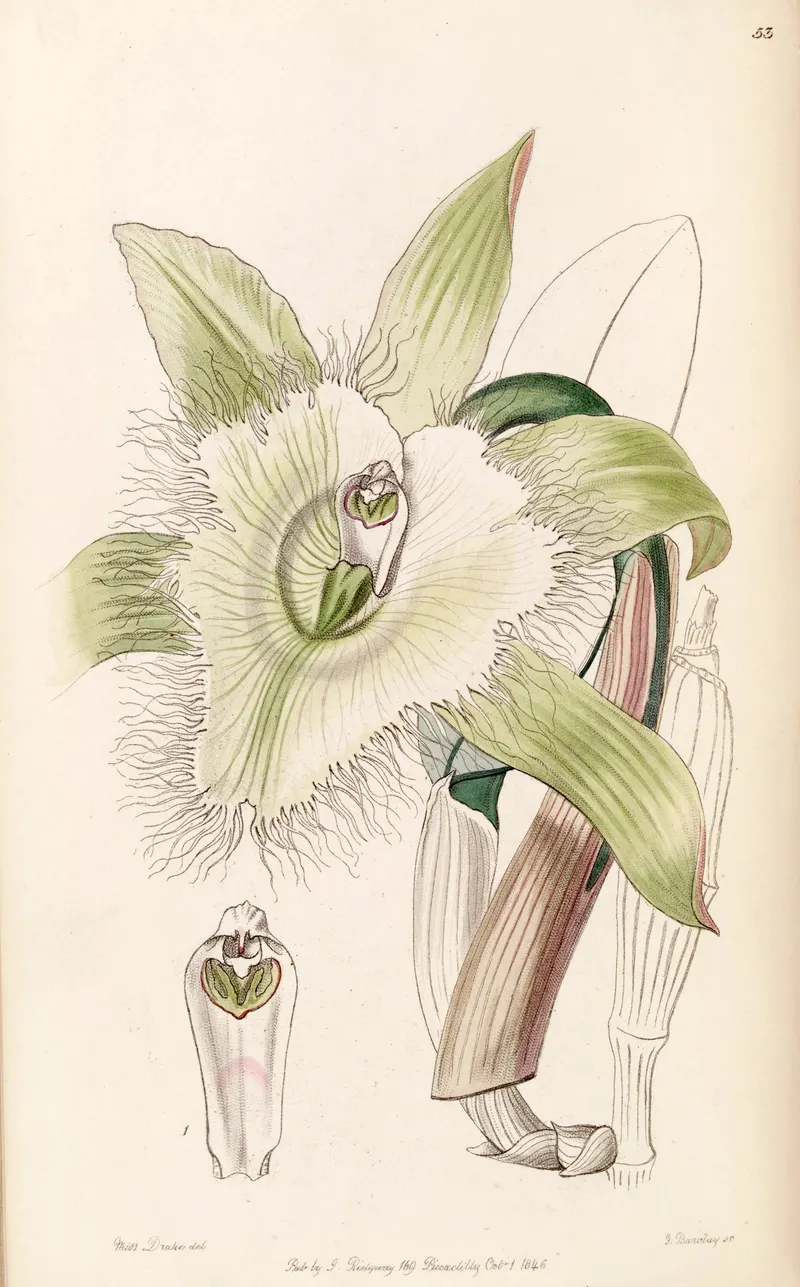 The Lady of the Night, for John Lindley, Edwards’s Botanical Register