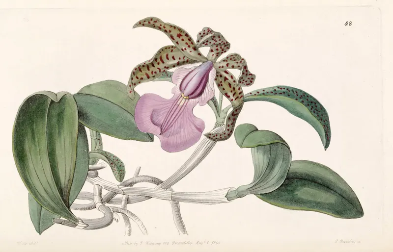 Acland’s Cattleya, for John Lindley, Edwards’s Botanical Register