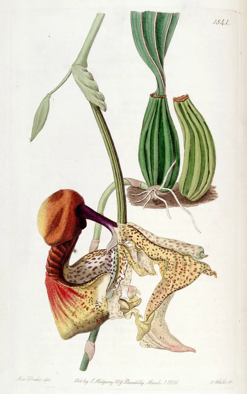 The Bucket Orchid, for John Lindley, Edwards’s Botanical Register