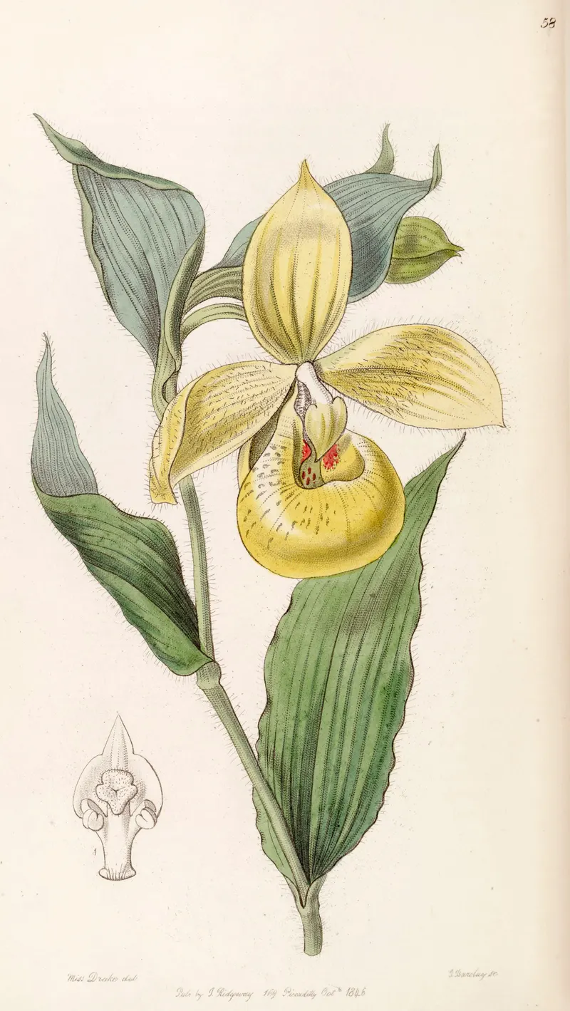 The Mexican Lady’s Slipper, for John Lindley, Edwards’s Botanical Register
