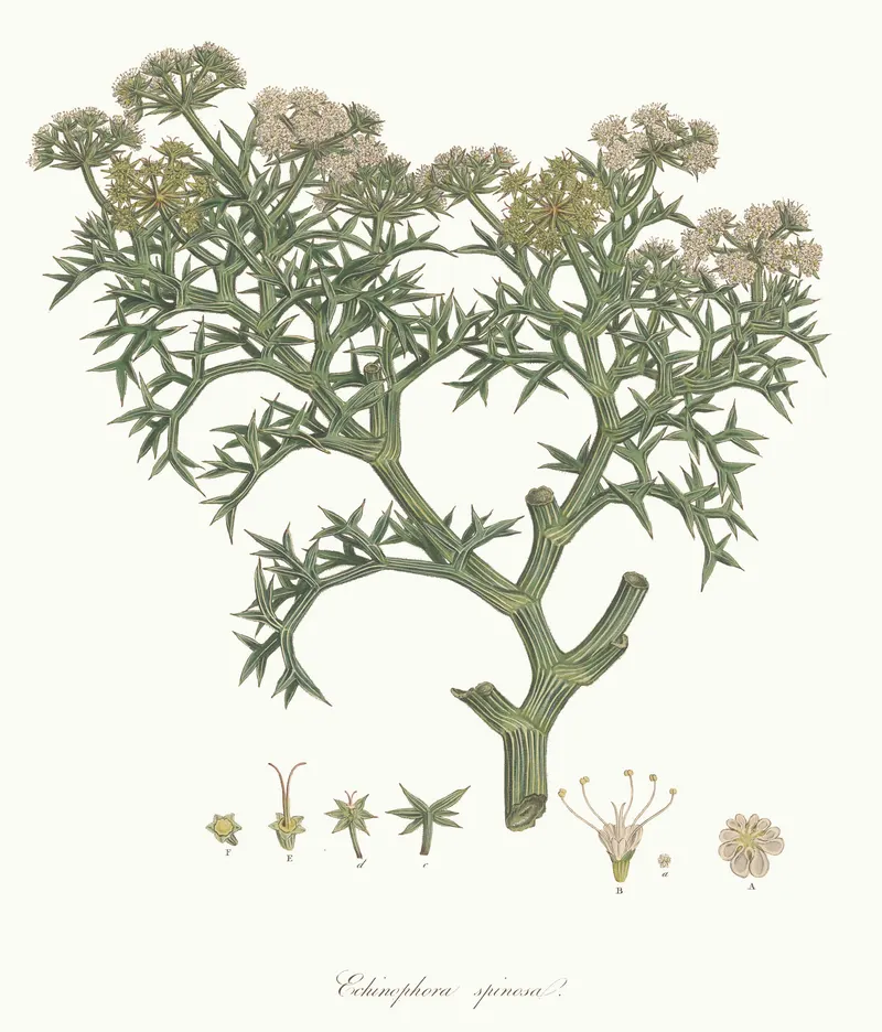 The Prickly Samphire, Ferdinand Bauer, for John Sibthorp