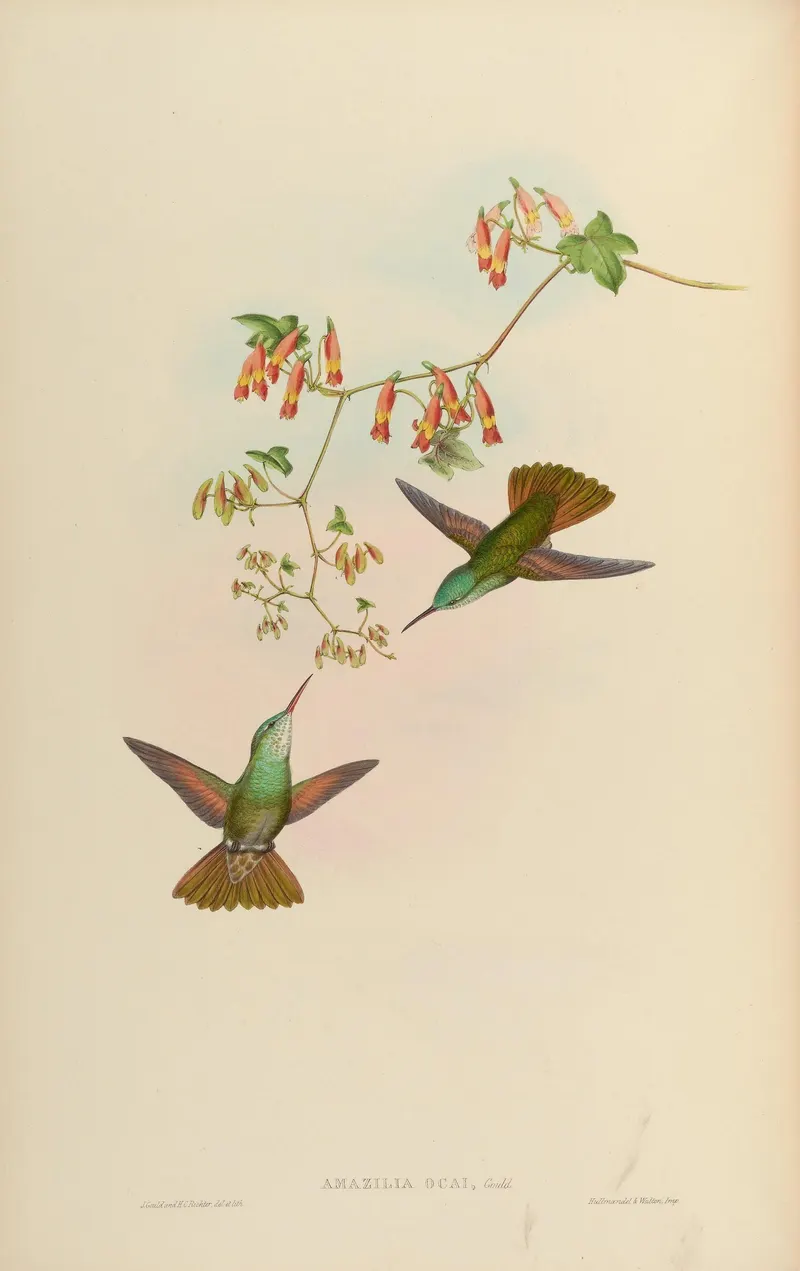 Hummingbirds, John Gould (1804 to 1881)