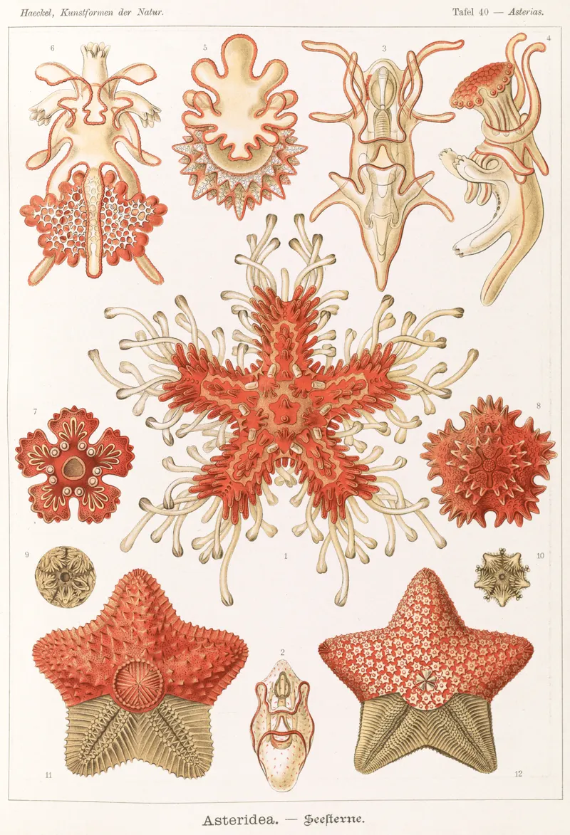 Asteridea, Ernst Haeckel (lithograph by Adolf Giltsch)