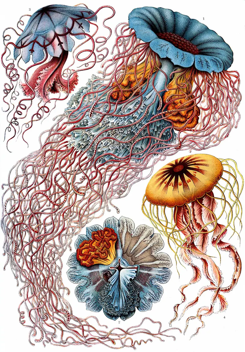 Jellyfish — Discomedusae, Ernst Haeckel (1834 to 1919)