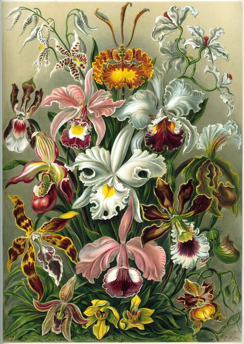 Orchids, Ernst Haeckel (1834 to 1919)