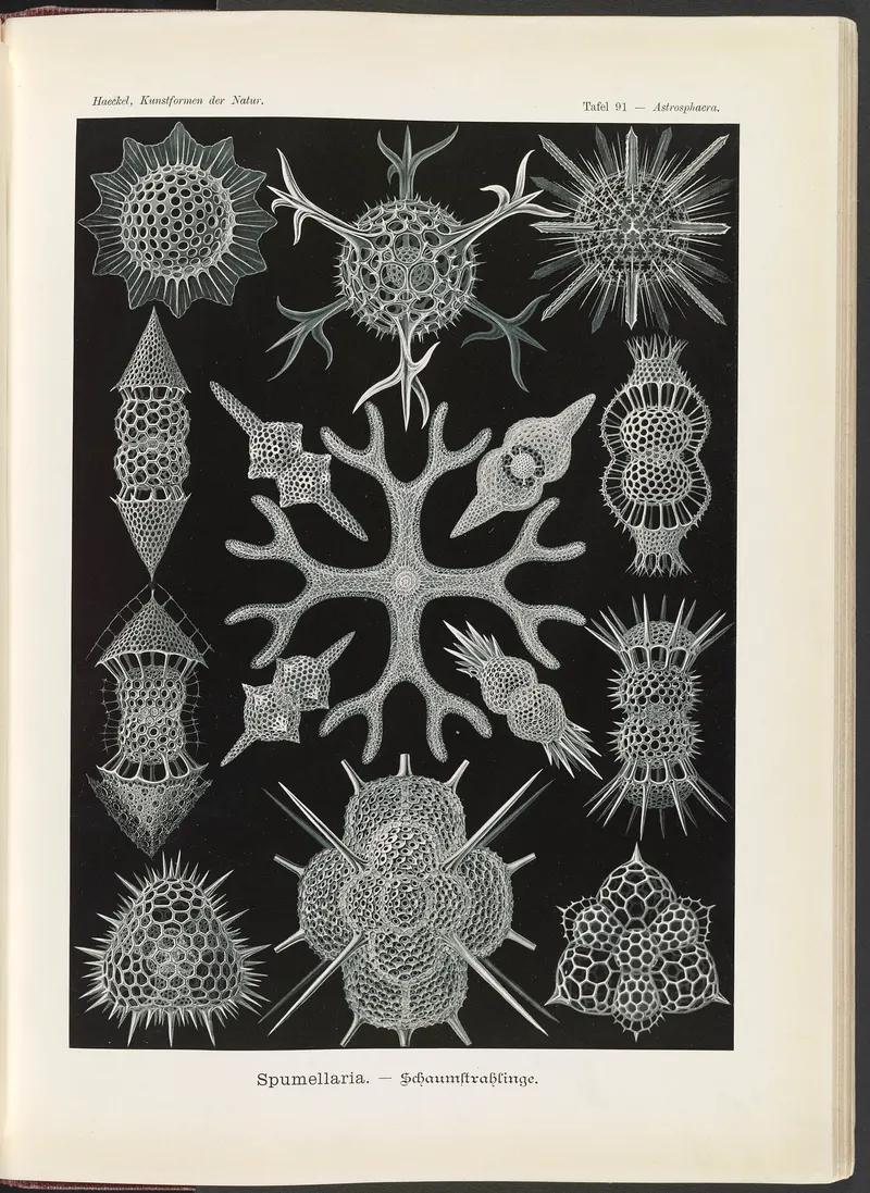 Radiolaria, Ernst Haeckel (1834 to 1919)